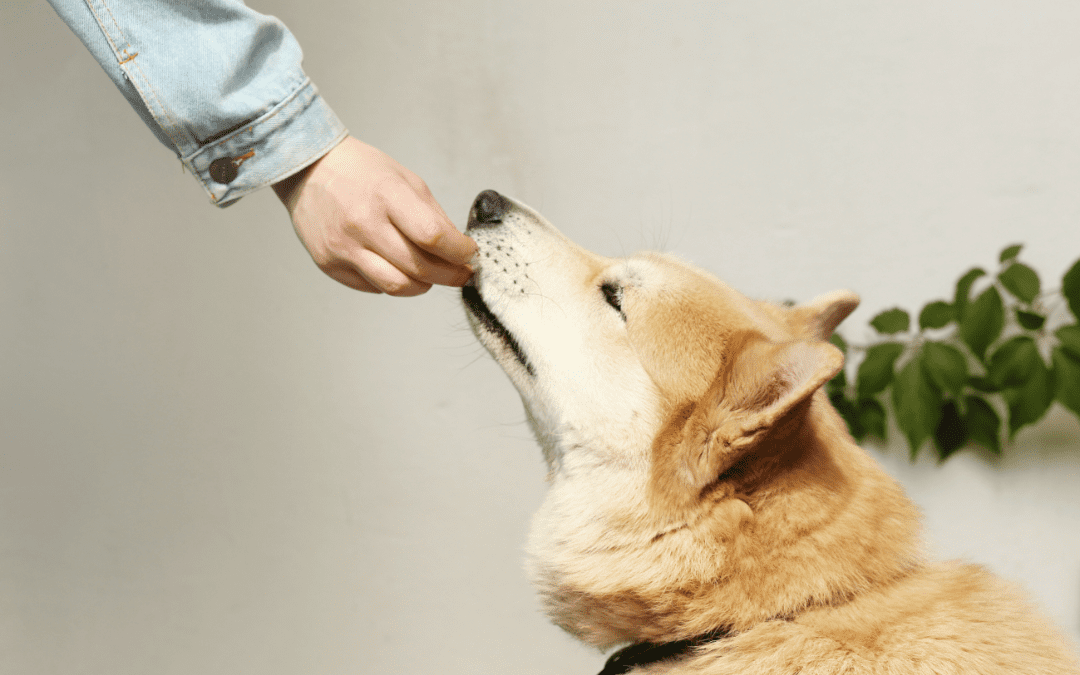 Pet Wellness 101: How to Keep Your Pet at a Healthy Weight