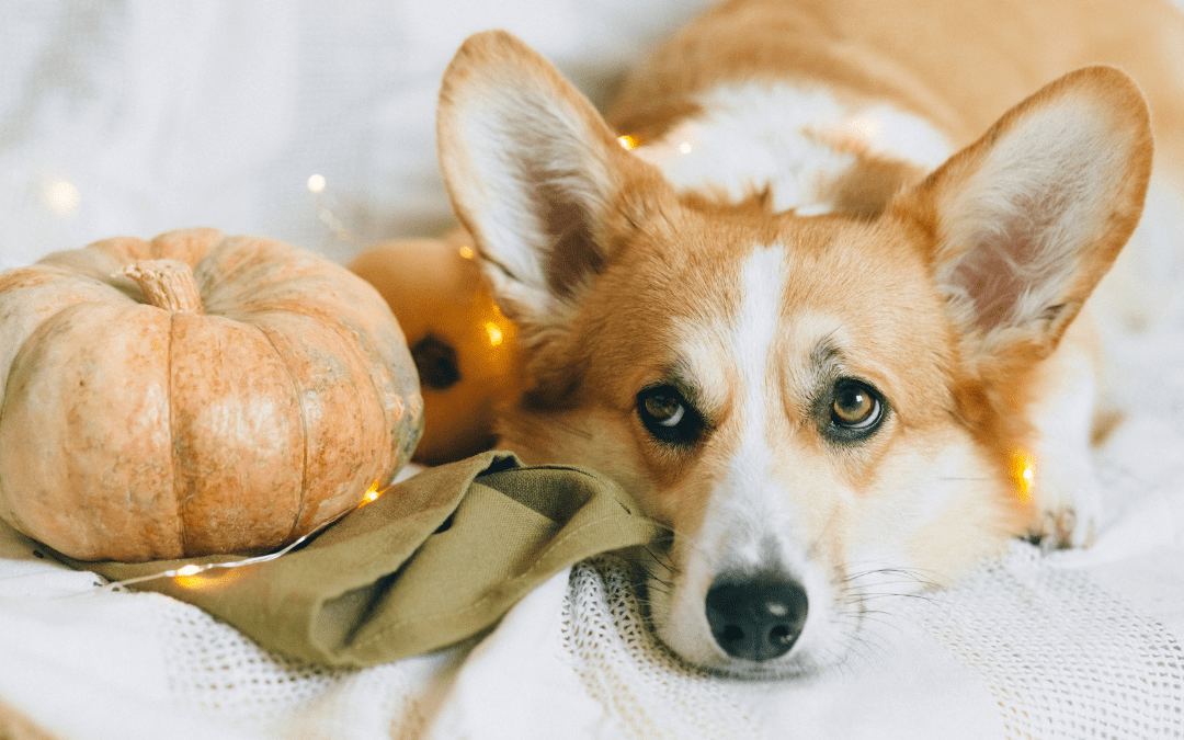 Trick-or-Treat: 4 Treats to Keep Away from Your Pet This Halloween