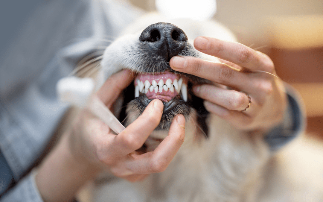 We know It’s National Pet Dental Month, but does my pet really need dentistry work?  I don’t need my pet’s teeth to look pretty, so why does it matter?