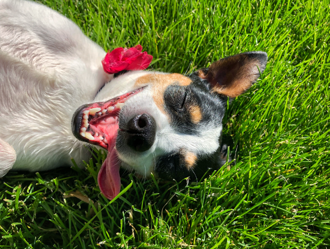 View of Understanding Pet Allergies: Causes and When to Seek Veterinary Care ...
