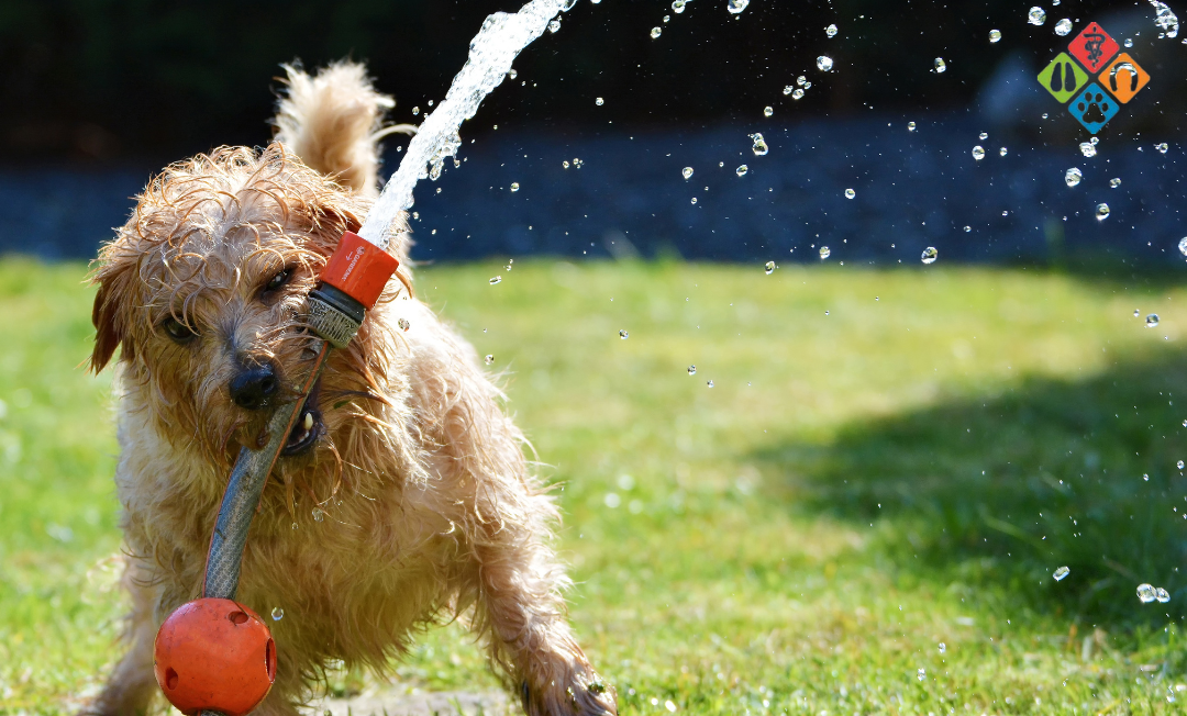 Puppy Water A puppy playing with a water hose