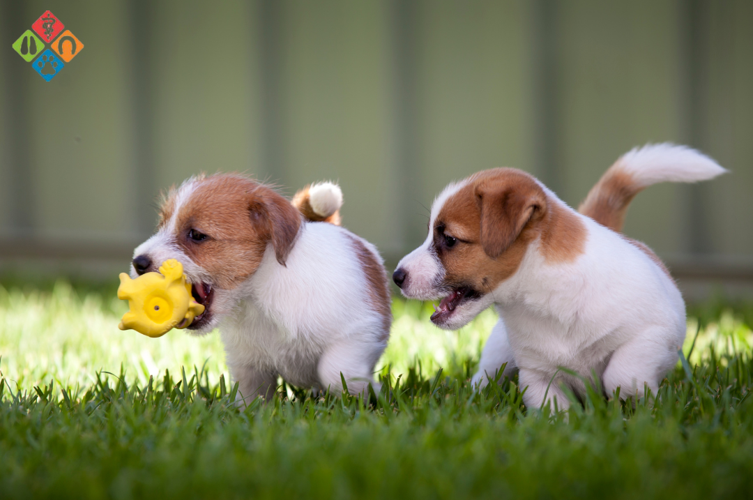 Puppys playing Puppies playing