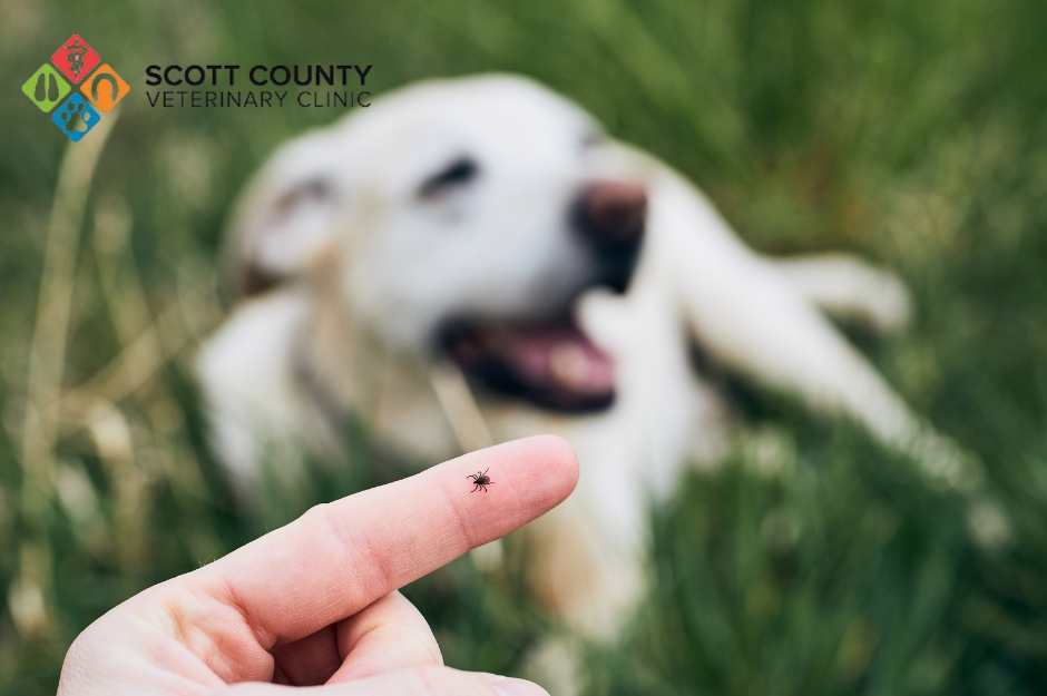 Tick, Tick, Boom. Don’t let parasites Rent your pet.